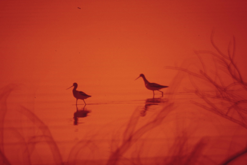 USFS Wildlive Biologist